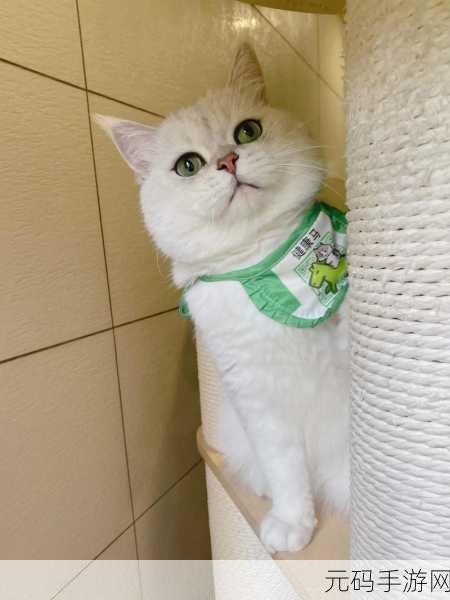 萌宠出击!狂热猫Cat Mania汉化版正式上线,卡通休闲闯关新体验