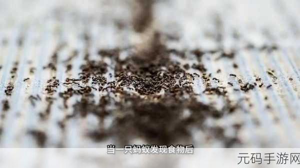 蚂蚁进化3D正版，探索微观世界的休闲冒险之旅