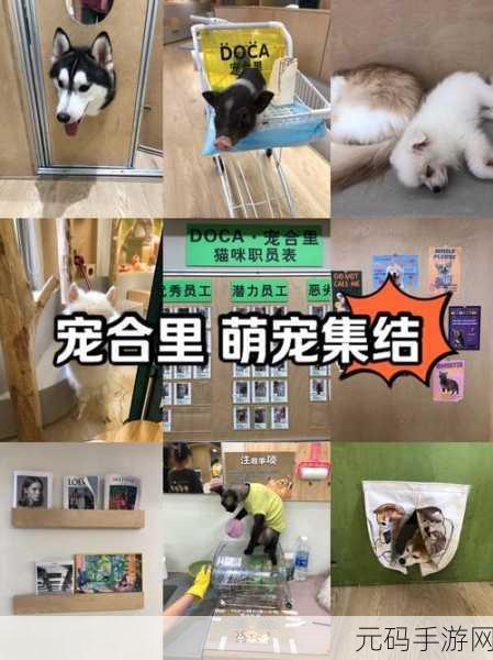 萌宠集结,创意无限!合成方块猫休闲手游正式上线