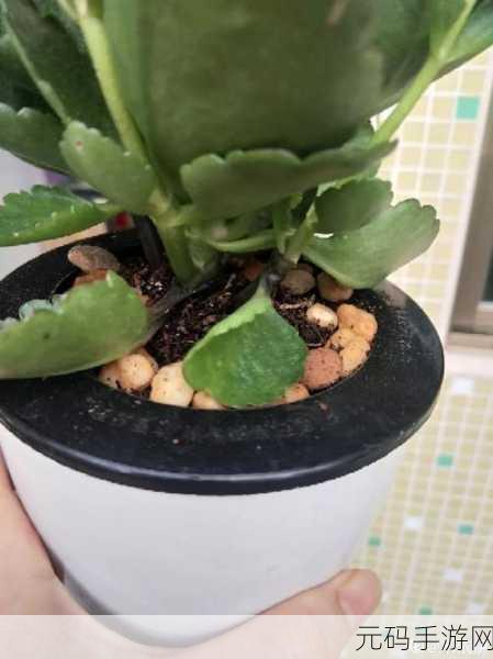 给花浇水新体验，画线解谜休闲游戏火爆来袭！