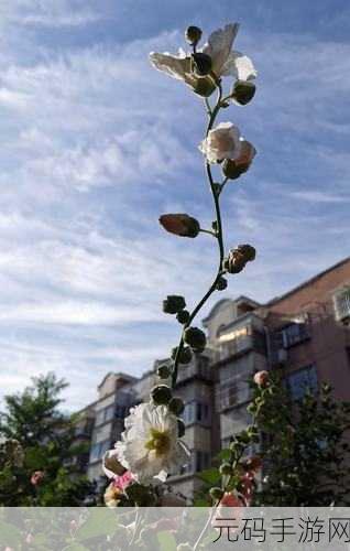 花语农场免广告纯净体验上线，清新卡通风格带你回归田园之梦