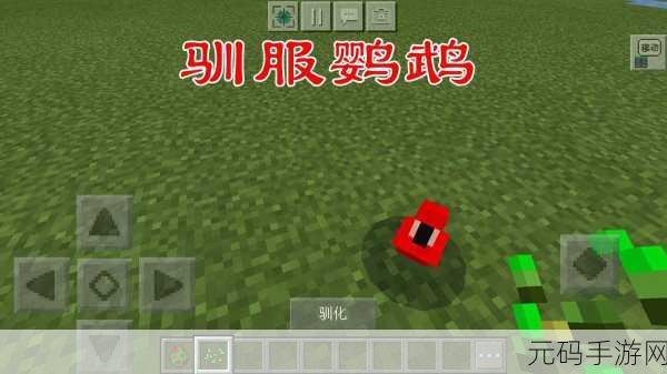 我的世界手游，鹦鹉驯服秘籍大公开