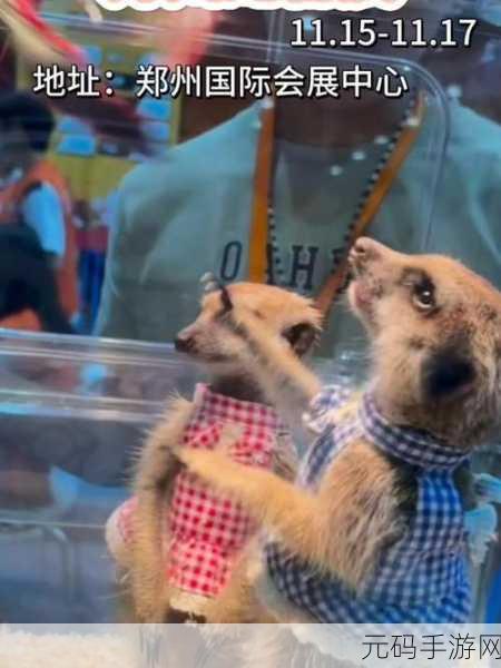 萌宠集结，挑战无限！阿猫阿狗大挑战下载热潮席卷而来