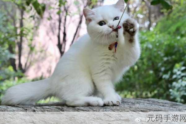 萌宠乐园新宠上线,猫舍免费版,轻松愉悦尽在指尖