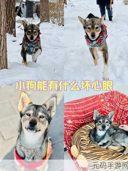 萌宠集结，欢乐无限！小动物能有什么坏心眼掀起动物乱斗新风尚