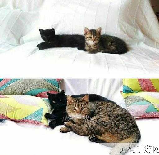 萌宠集结，欢乐无限！小动物能有什么坏心眼掀起动物乱斗新风尚