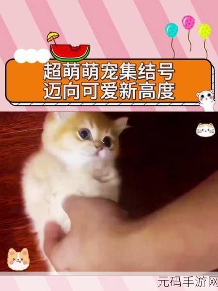 萌宠集结号!动物大救援安卓中文版燃情上线,挑战你的指尖反应力