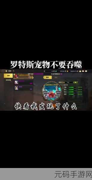 DNF 手游宠物大对决,关羽与甜小鱼谁更胜一筹