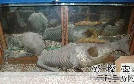化石迷的梦幻乐园，我的化石博物馆无限金币版惊喜上线