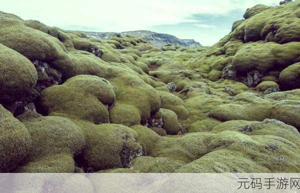 冰原守卫者中青苔的神秘力量与多重用途