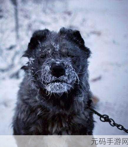冰河时代猎人震撼登场,探索极寒之地的生存挑战现已开启官方下载