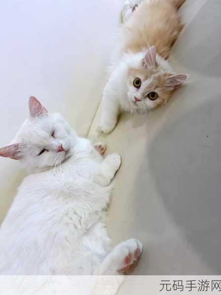 萌宠乐园新纪元，猫镇山谷掀起趣味猫咪模拟经营热潮