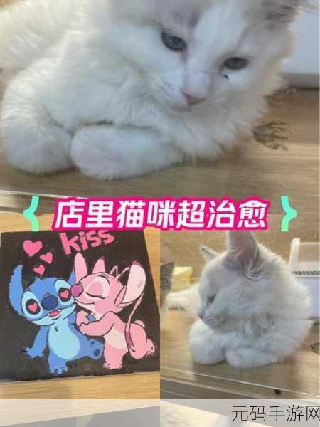 萌宠治愈新选择，猫咪公寓游戏免费版现已开放下载，打造你的专属喵星人乐园