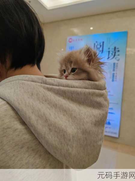 猫星人寿司叠叠乐,萌宠猫咪与美味寿司的奇妙碰撞