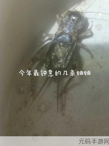 蛐蛐也疯狂最新版本上线，重温儿时斗蛐蛐乐趣