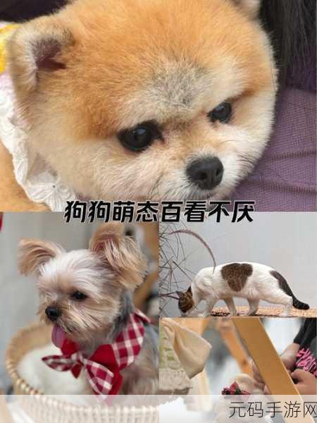 萌宠世界新纪元,狗狗创业记掀起宠物题材模拟经营热潮