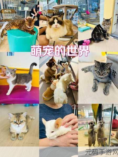 爱心萌宠手机版上线,打造你的专属休闲乐园