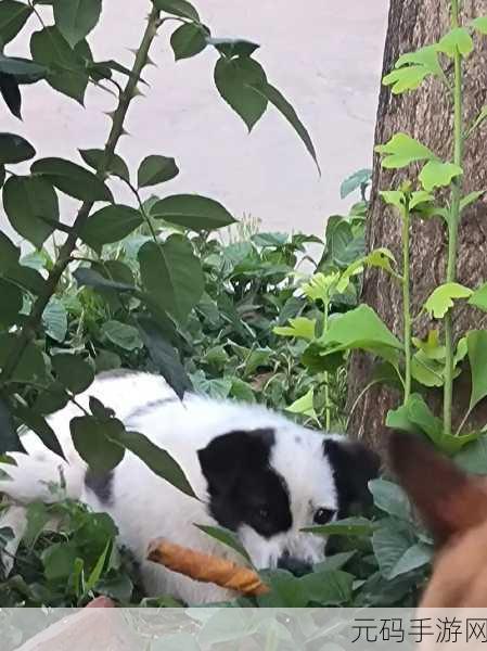 萌犬家族焕新登场，养狗乐趣尽在指尖，修改版惊喜下载开启！