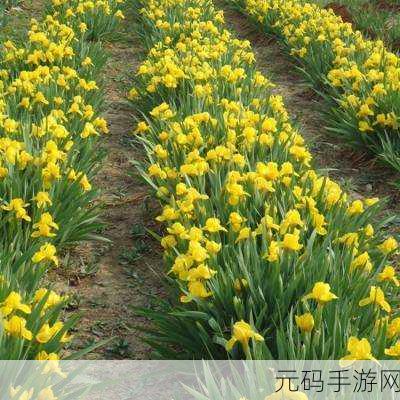 我的世界，紫影花种植秘籍大公开