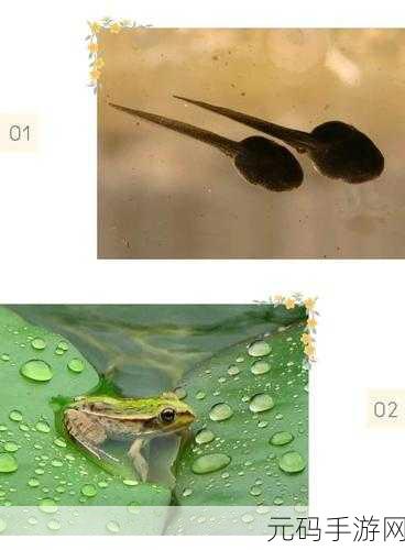 口渴的青蛙风靡全网，益智休闲新选择等你来体验！