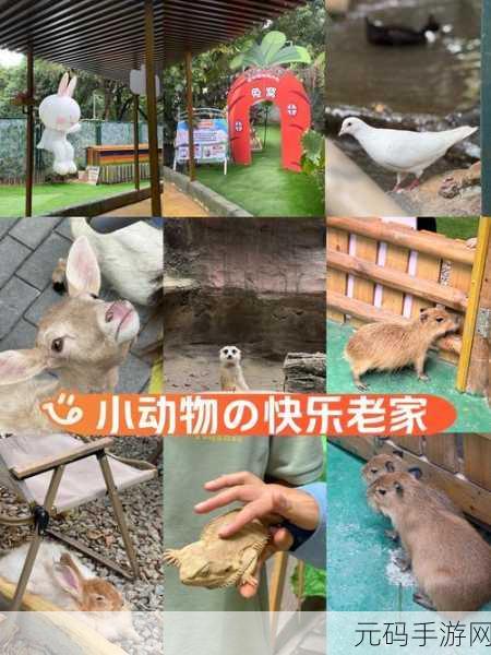 萌宠大冒险！逃脱游戏，猫的视角安卓版正式上线