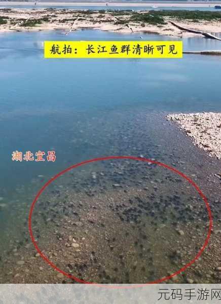 鱼群来了震撼登场,趣味竞技,IO战场新霸主!