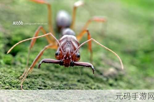 蚂蚁领地中文版手机版，微观世界的策略盛宴