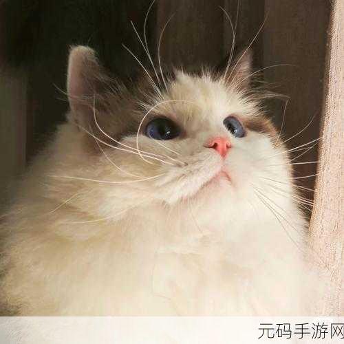 萌力全开!猫咪乐园消除新体验,下载即刻开启喵趣横生之旅