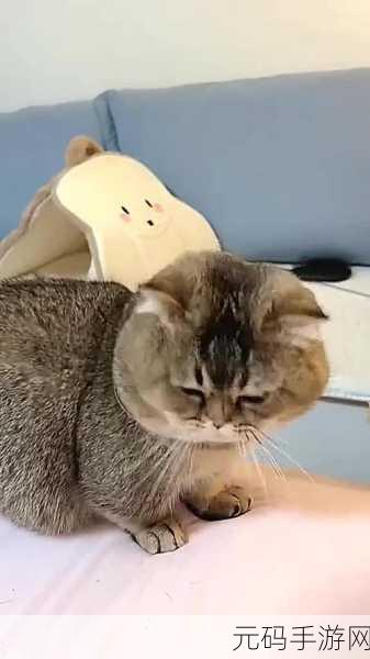 萌宠治愈新选择，我的猫咪盆栽游戏风靡全网，解压神器来袭！
