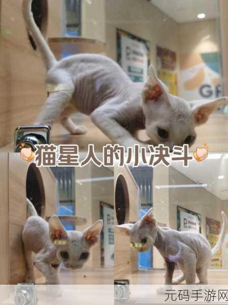 萌宠奇遇记,猫之城带你探索喵星人的奇幻世界