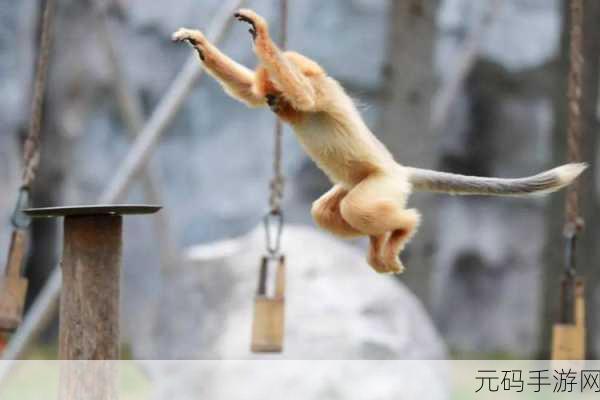 猴子荡秋千，乐趣无极限！——猴子绳索中文修改版火爆来袭