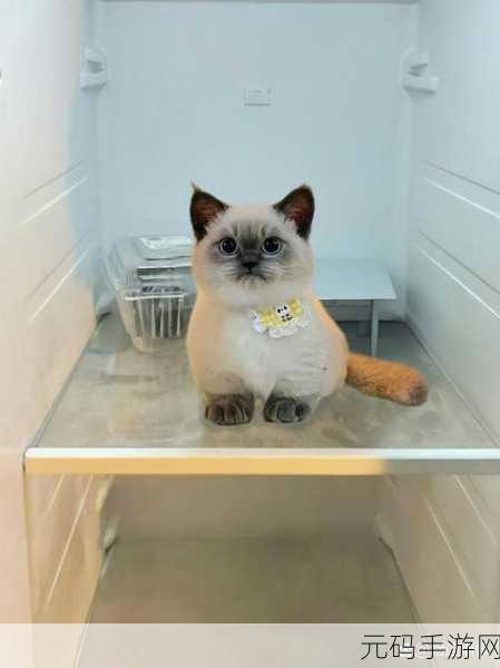 萌宠来袭！滑动的猫手机版正式上线，物理引擎打造休闲新体验