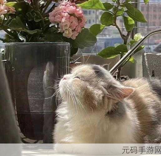猫咪可爱小镇,萌宠相伴,打造你的温馨治愈系乐园