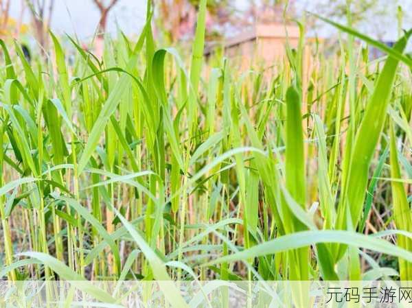 春日里的财富绿洲，春天花园真正赚钱提现版，休闲种植新体验