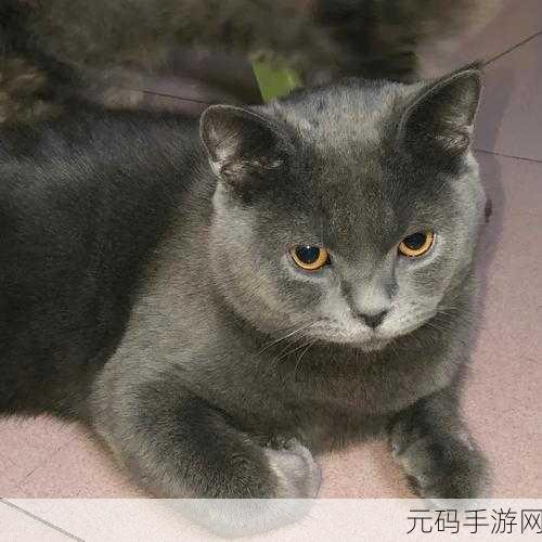 猫闪光震撼登场,暗黑冒险之旅即刻启程,下载开启未知世界