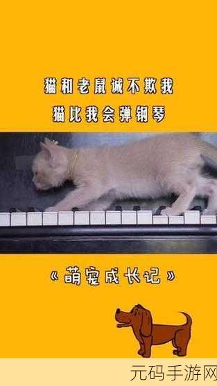 萌宠音乐大冒险,猫咪弹弹弹手机版免费畅玩!