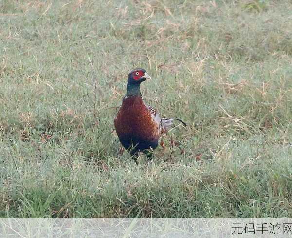 鸭与鸡农场奇遇,闲置防御新游燃爆指尖战场