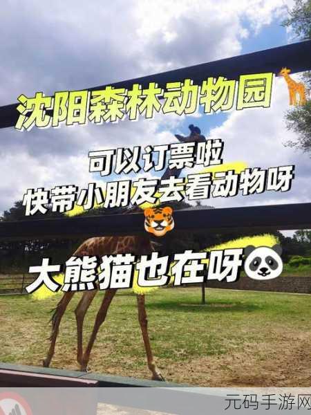 动物森林法则,新手畅玩必备操作秘籍