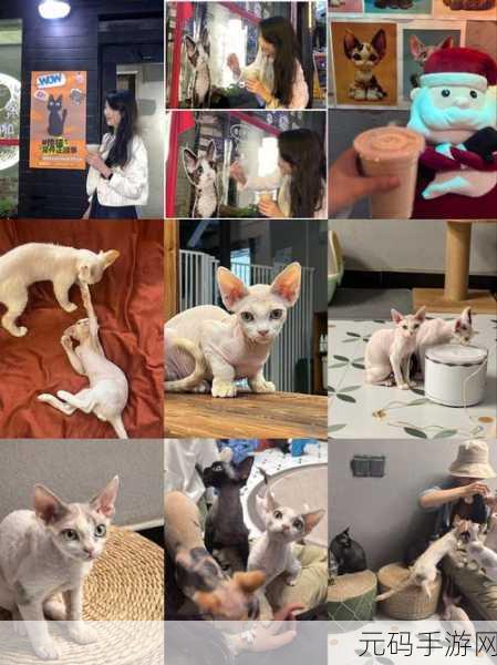 萌宠集结，欢乐无限！合成猫猫乐园手机版正式上线，轻松养成你的喵星人王国