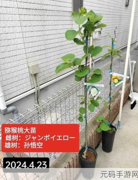 智慧碰撞新乐趣！聪明的猕猴桃带你领略休闲益智新风尚