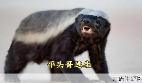 地铁逃生中奔奔与蜜獾的深度较量,谁更胜一筹?