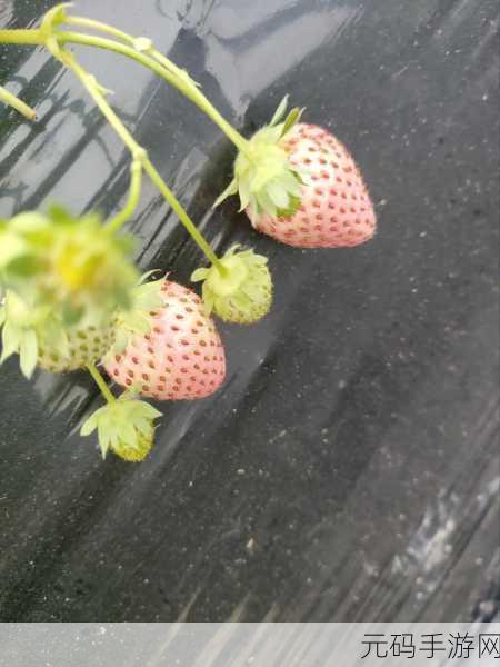 萌动指尖，草莓之旅——草莓狂奔 Berry Rush安卓IOS现已上线