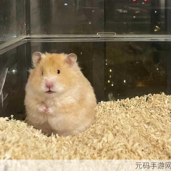 掘掘仓鼠太郎中文版震撼登场,萌宠挖矿新体验,乐趣无穷!
