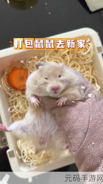 送小仓鼠回家新版上线,萌宠挑战等你来闯