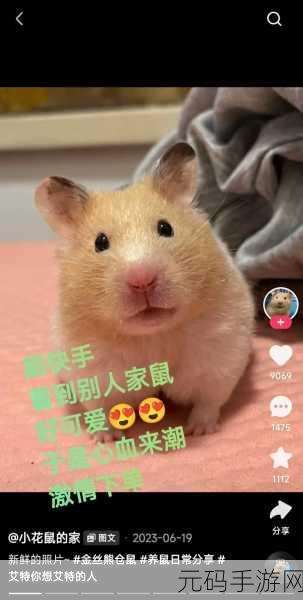 送小仓鼠回家新版上线,萌宠挑战等你来闯