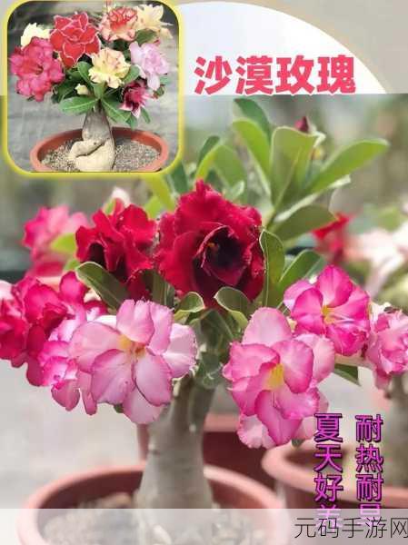 四季花开，红包等你来——探索四季养花红包版的休闲乐趣