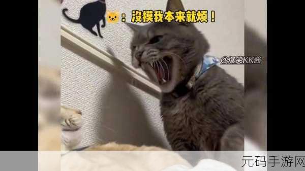 萌宠对决，守护水晶！猫与狗的秘密水晶安卓IOS现已开放下载