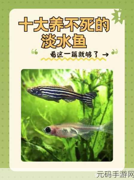 别让心爱的鱼儿失去生命活力！安卓IOS双平台下载-休闲益智新游别让鱼死了