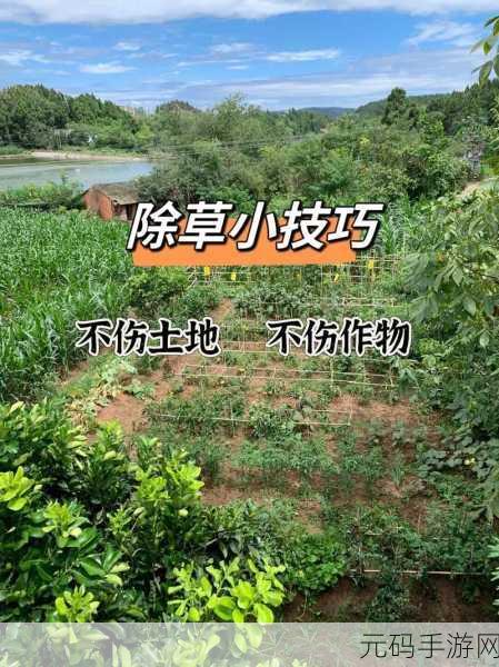 心动小镇除草秘籍，轻松摆脱杂草困扰