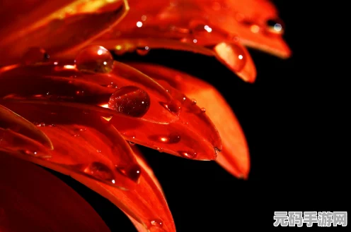 复苏的魔女白花瓣兑换攻略，解锁你的游戏新篇章